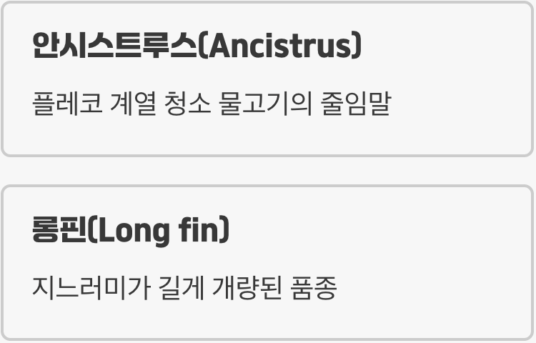 어항 속 나비&amp;#44; 안시롱핀이란?