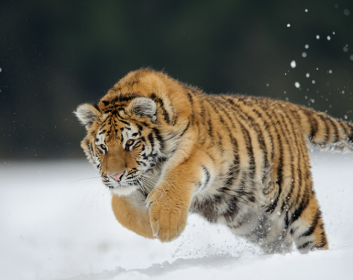 호랑이 꿈해몽 정리