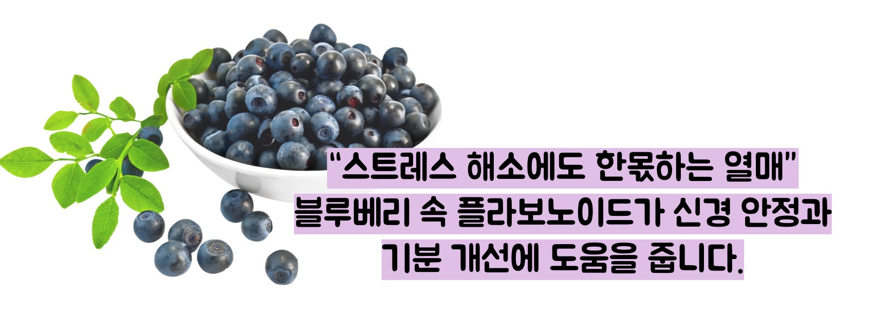 블루베리 효능