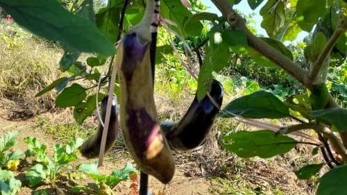 가지-생리장해-석과-돌가지-열과-배꼽썩음과-증상-방제법