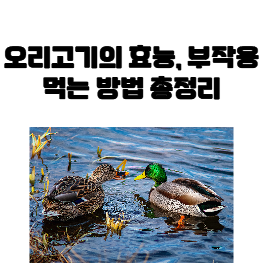 오리의 효능과 부작용, 먹는 법