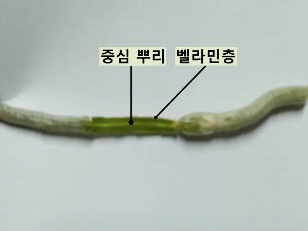 중심-뿌리와-벨라민-층을-보여주는-사진
