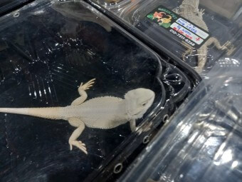 코리아렙타일쇼