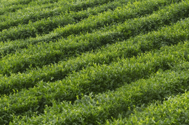 작두콩차 효능 10가지 부작용