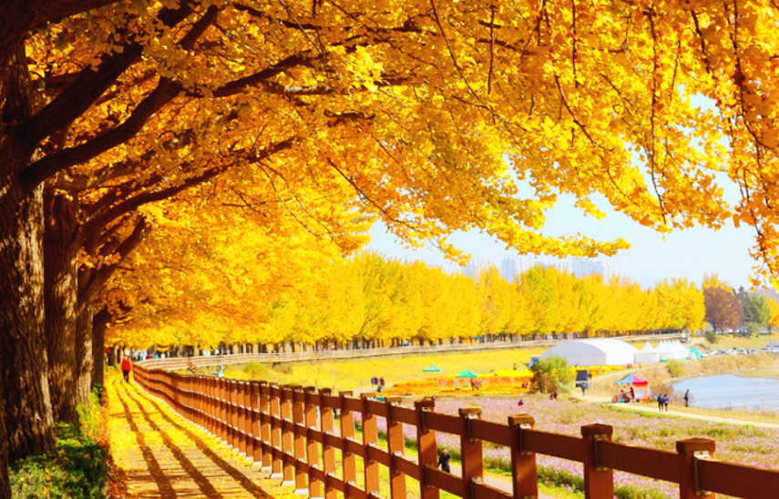 곡교천 은행나무 단풍