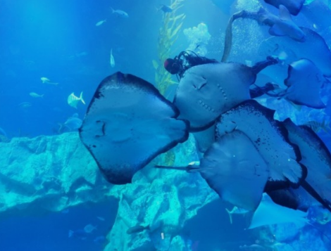 롯데월드 아쿠아리움