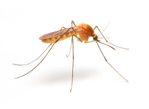 말라이아 증상과 감기 증상의 차이점