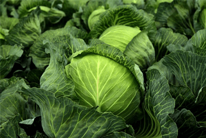 위에좋은음식07