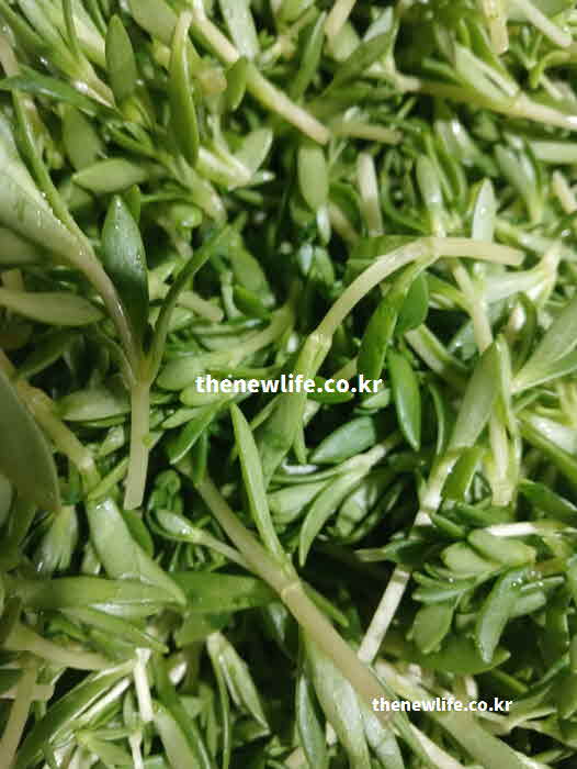 돌나물 효능 부작용 성질