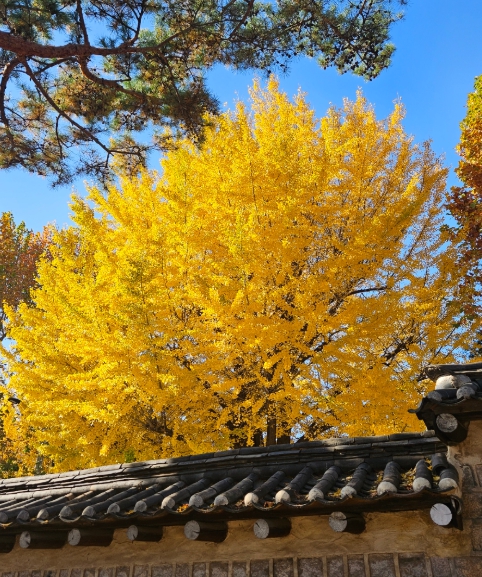 당일치기/국내/나들이/서울/청와대/사랑채