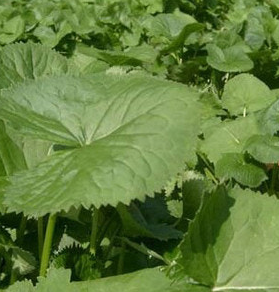 곰취나물 효능 부작용 고르는법 먹는법 칼로리