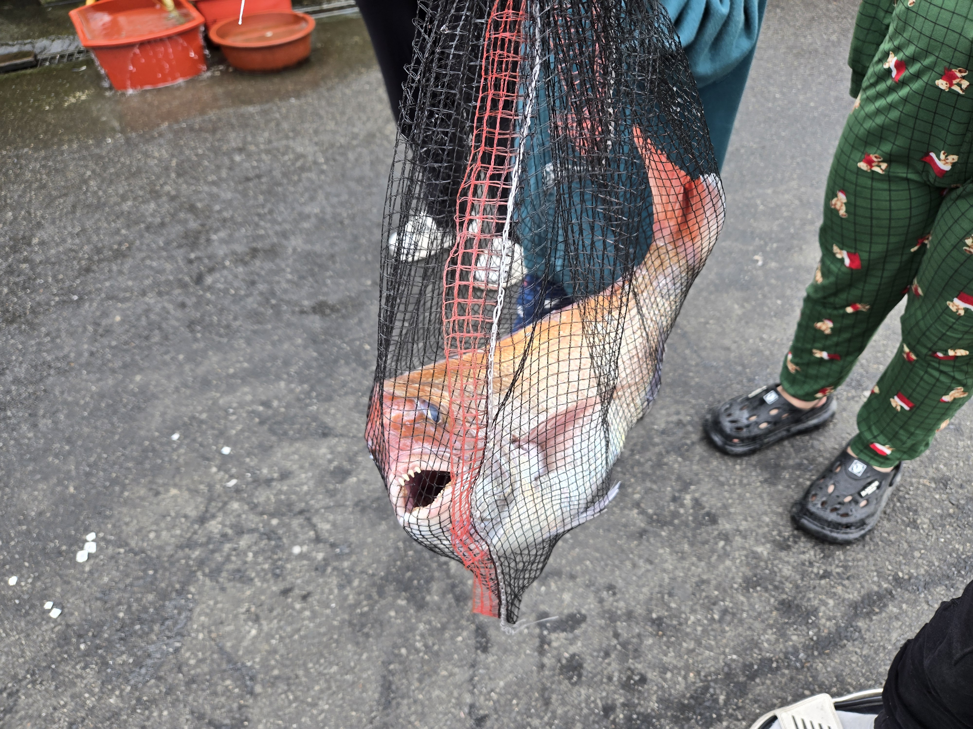 참돔 2.5Kg 짜리 2만5천원