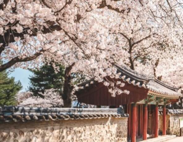 경주 왕벚꽃축제