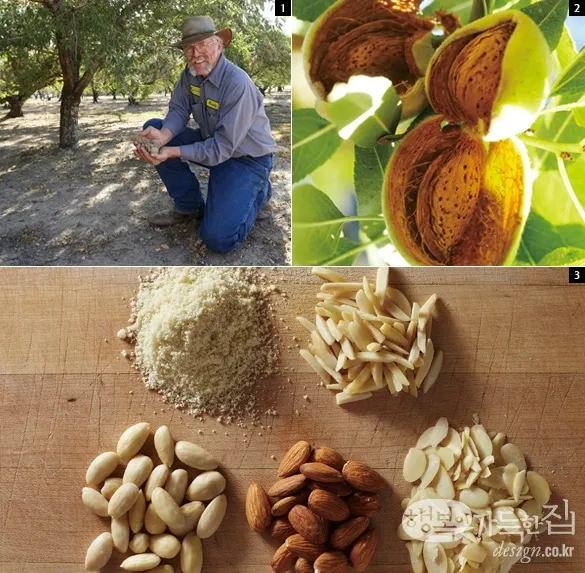 아몬드 재배 개화기 저온 대책 수분수 관리_6