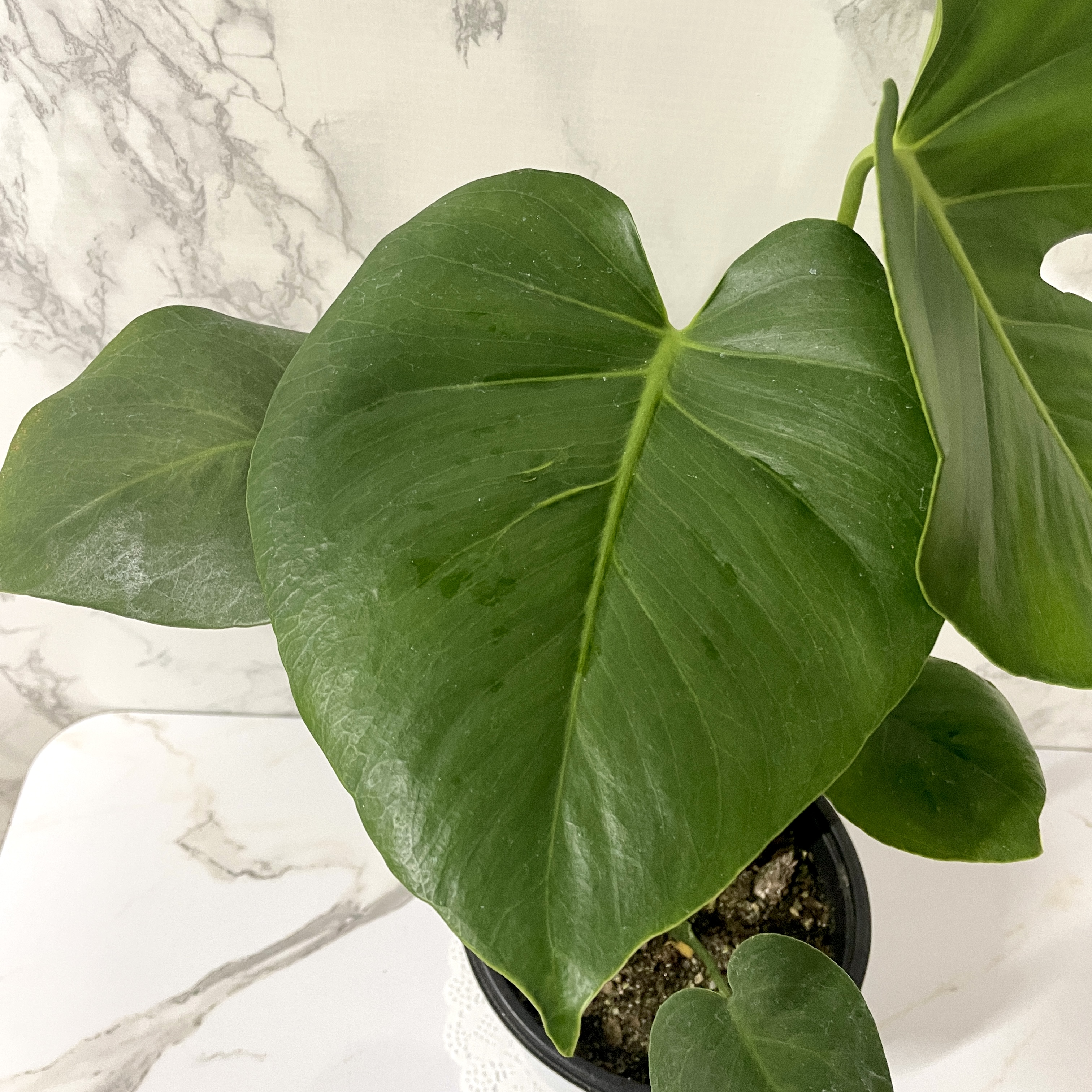 몬스테라 키우기 물주기 수경재배 분갈이 가지치기