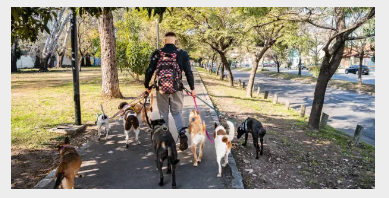 애완견 돌봄서비스