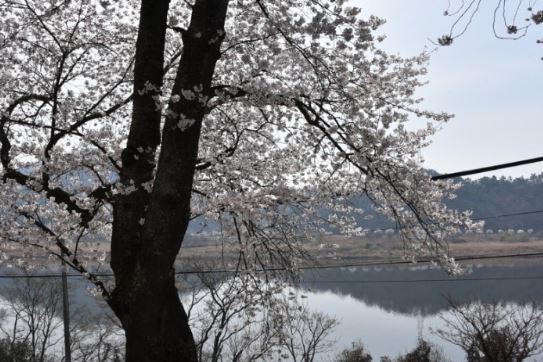 영산강 벚꽃