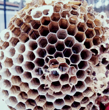 프로폴리스 효능