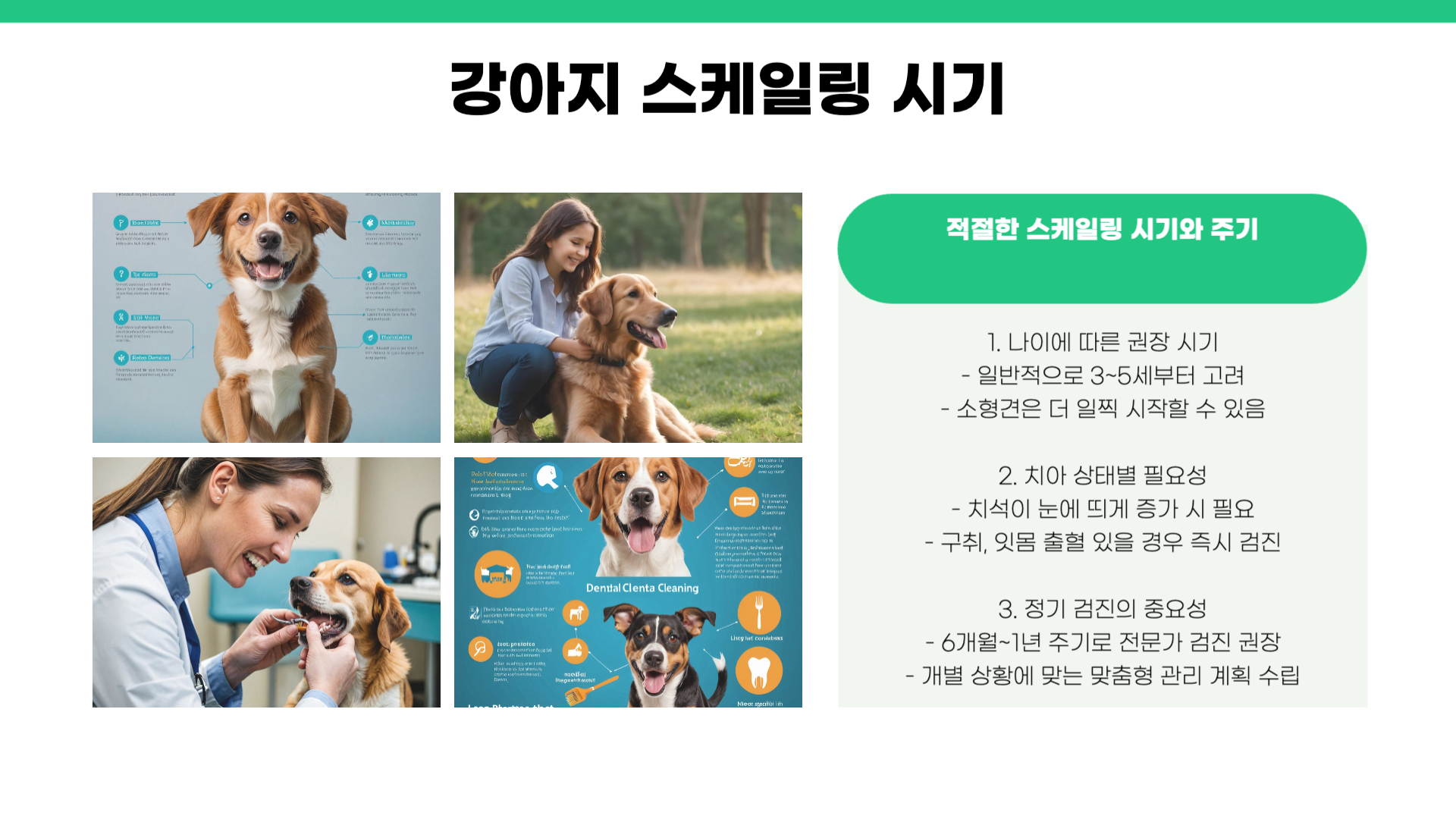 강아지 스케일링 주기 비용