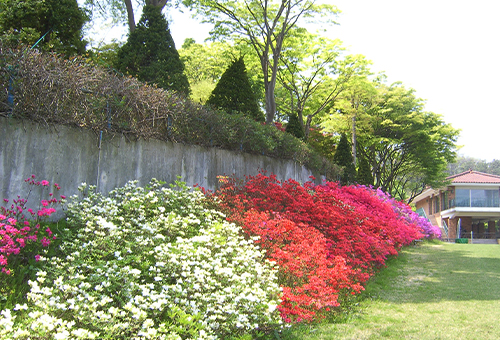 베어트리파크 봄꽃