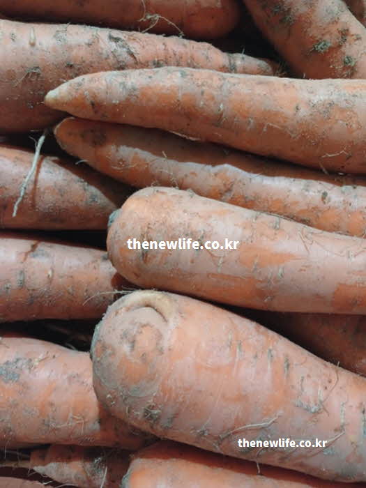 당근 효능 변비 해소에 좋은 식이섬유