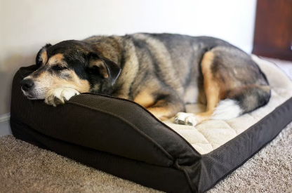 침대에 누워있는 강아지