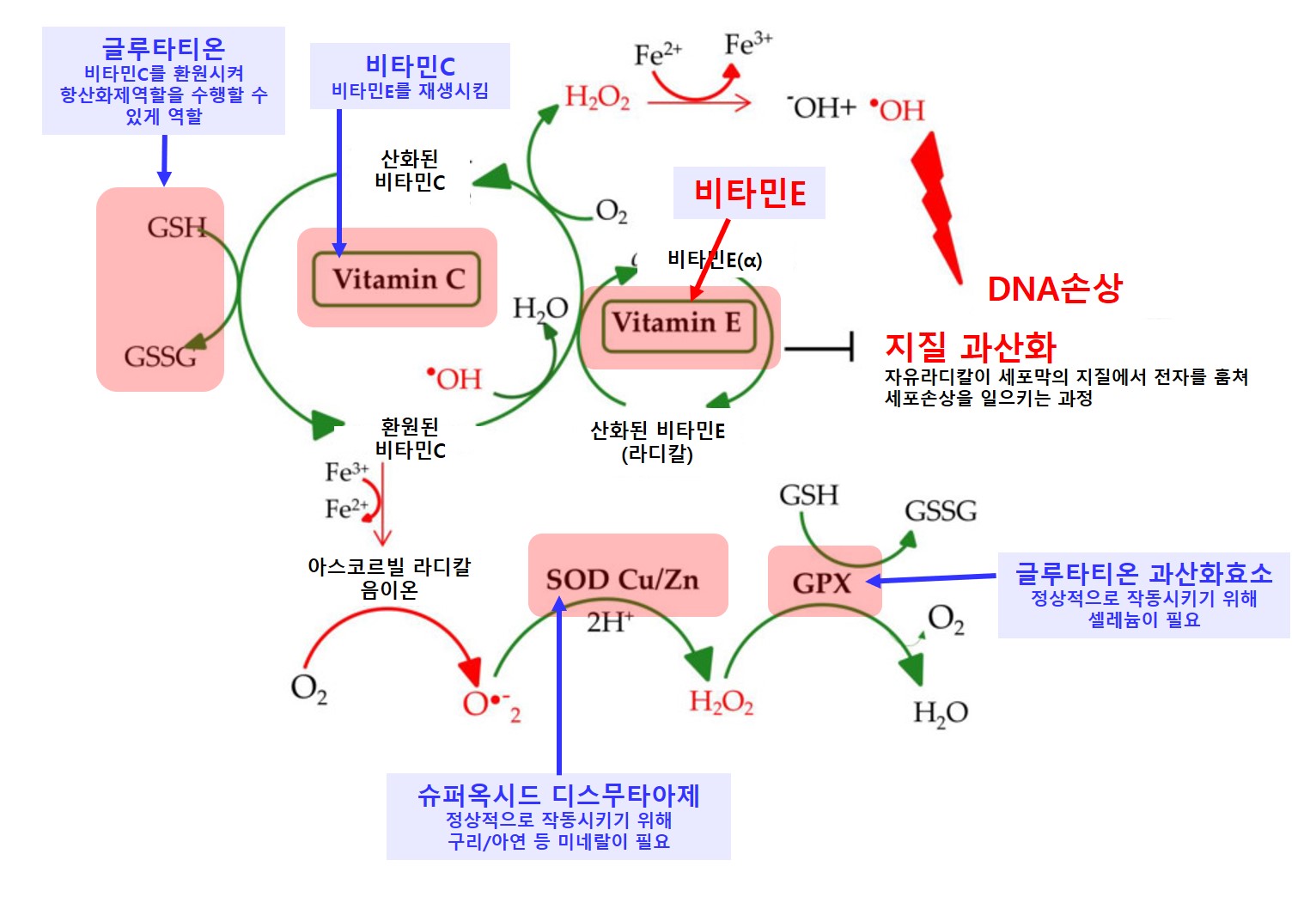 종합비타민