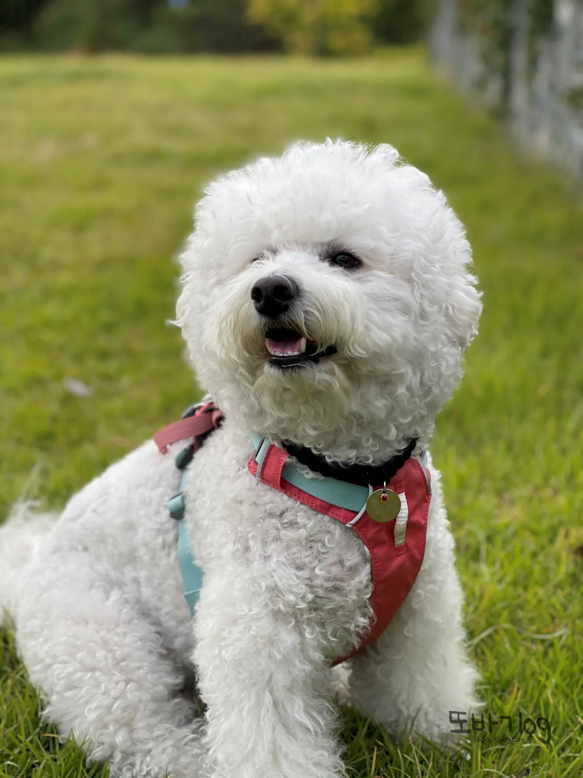 비숑-풀숲에-앉아-웃고있음