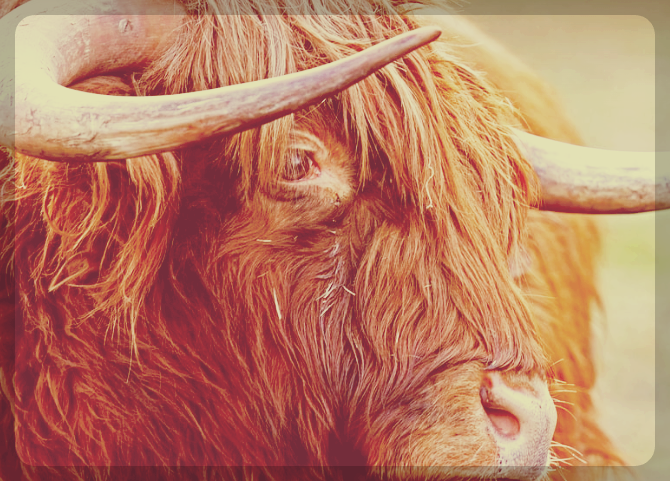 따뜻한 공감을 활용하라