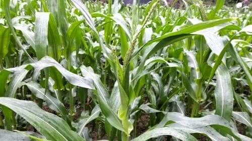 옥수수-재배법-찰록수수-초당옥수수-꽃-피는시기-개화시기-꽃말-수확시기-수확적기