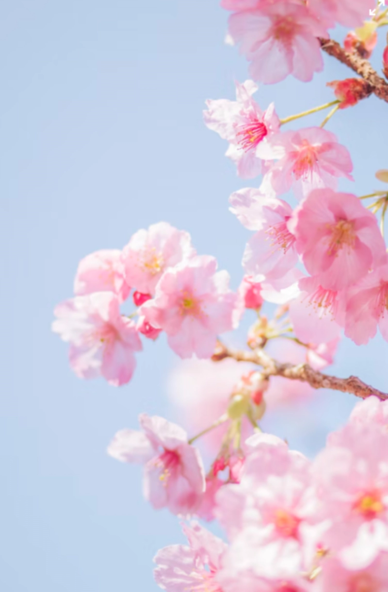 벚꽃 꽃말과 그 유래