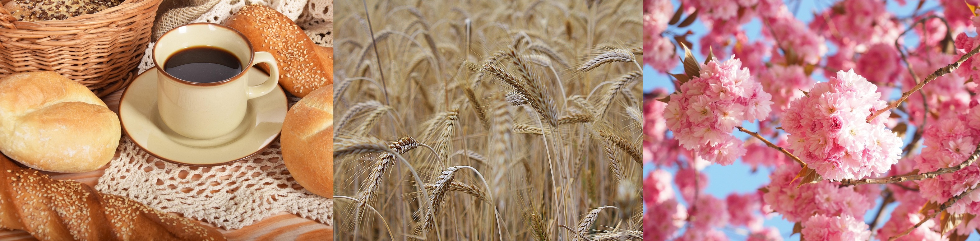 갈색, 베이지, 분홍색을 상징하는 이미지