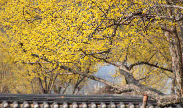 24년 구례 산수유꽃축제 주차 개막공연 일정 CCTV