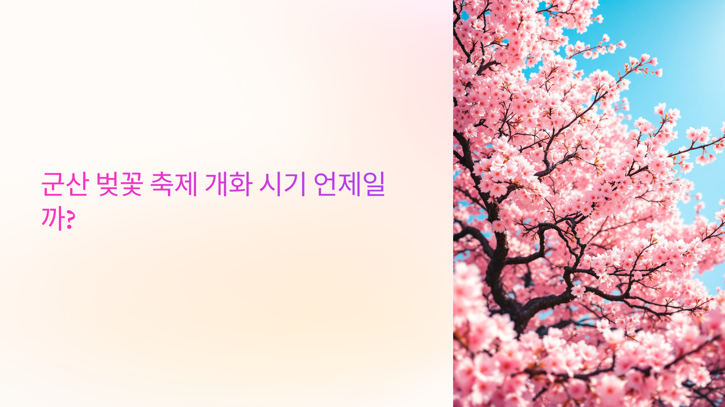 군산 벚꽃 축제 개화 시기 언제일까?