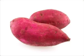 고구마 심는시기 키우는 법_7