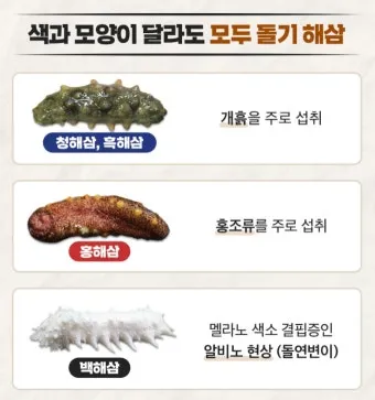 해삼 손질법 해삼보관법 제철 탕 레시피_12