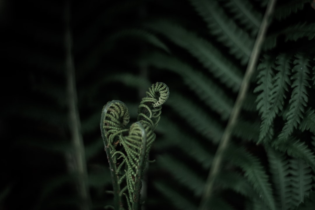 Fern
