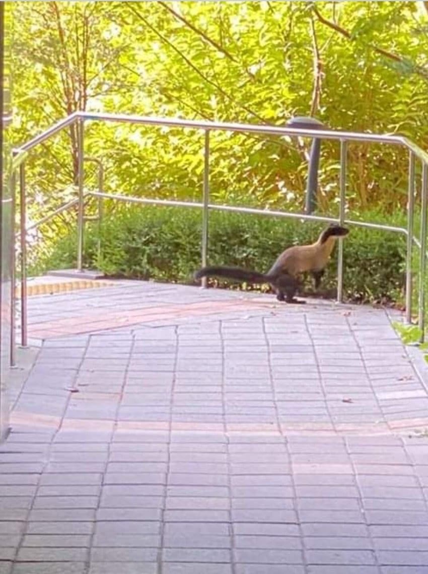 길고양이를 공격하는 담비