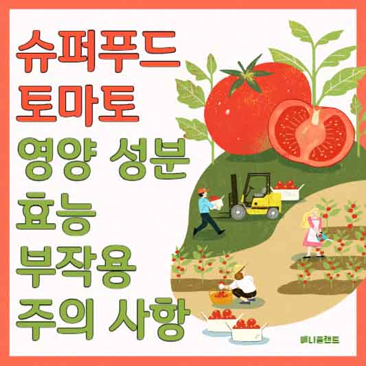 슈퍼푸드 토마토 영양 성분, 효능, 부작용 및 주의 사항