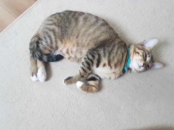 원룸사는 고양이