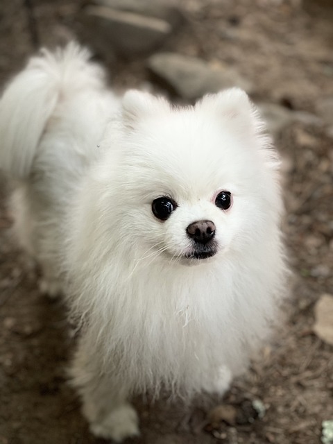 포메라니안