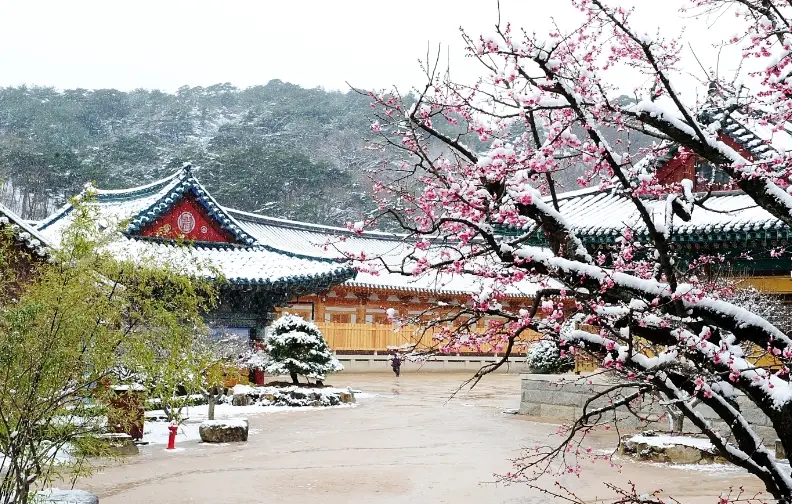 눈덮힌 통도사와 주변 눈덮힌 나뭇가지