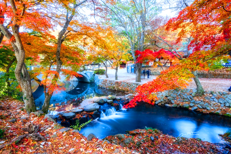 단풍