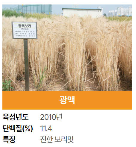 2025 군산 수제맥주 블루스 페스티벌