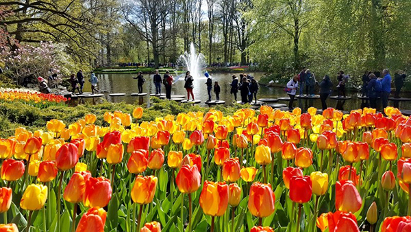 2025 캐나다 오타와 튤립축제