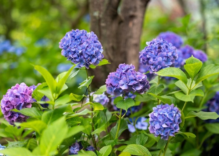 고성그레이스정원-수국