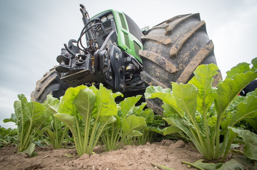 김장무 심는 시기 재배 방법