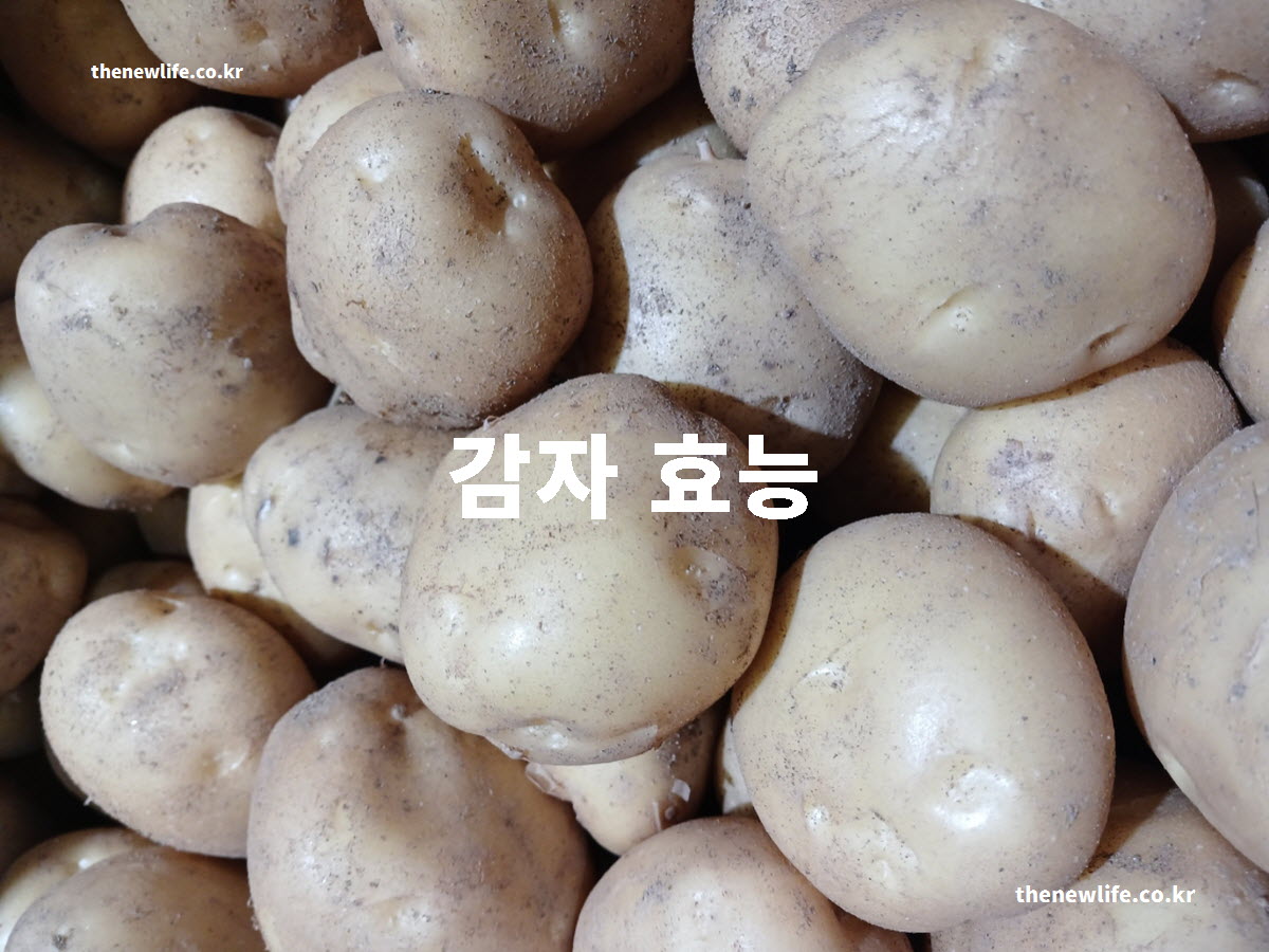 감자 효능 대표 실사진