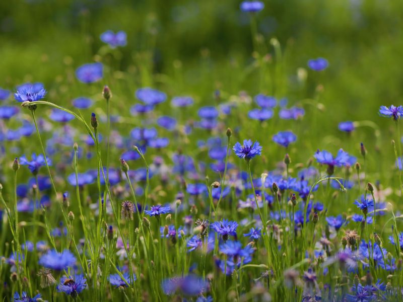 수원탑동시민농장