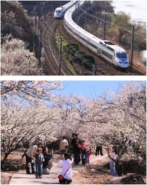양산 원동 매화축제